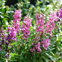 tanaman lavender angelonia pink - tanaman pengusir nyamuk lavender