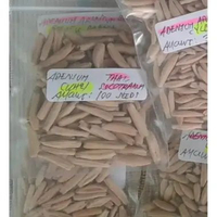 Seeds/Biji/Benih Tanaman Hias Adenium Thaisoco KAO HIN ZON (KHZ) 20 BIJI