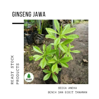 Bibit Ginseng Jawa - gingseng Jawa - som jawa