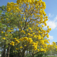 Tanaman Hias Hidup Pohon Bunga Sakura - Tabebuya Kuning Tinggi 1 Meter Daun