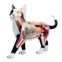 4D THE DISSECTED CAT ANATOMY MODEL Medical Animal Anatomical Model Science Educational Toys for Kids Veterinary Supply
