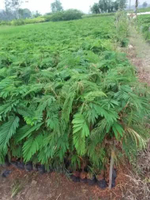 Paket 3 Bibit Tanaman Kaliandra - Tanaman Penghijauan - Pakan Ternak