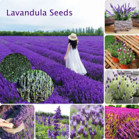 [Quick Delivery] Lavandula Seeds for Planting (200 Seeds Per Pack) Lavandula Angustifolia Plants See