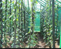 BIBIT VANILI PER METER PANILI VANILLA MURAH UNGGUL