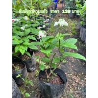 ( พร้อมส่ง ! ) ต้นมังกรคาบแก้ว 1 ต้นราคา 139 บาท