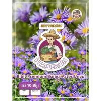 Bibit Premium Bunga Aster Ungu|Benih Bunga Aster Ungu|Bunga Aster