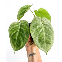 Tanaman Syngonium Frosted heart / singonium macrophyllum frosed hert