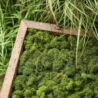 永生苔蘚500g干苔蘚植物微景觀花盆蓋面裝飾品店鋪展廳造景道具
