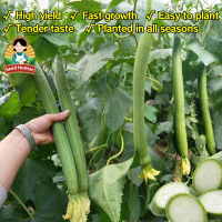 Benih Petola Panjang Extra Long Luffa Seeds Buah Panjang Lurus Produktif Tahan Panas Sesuai Tanaman