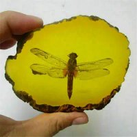 Collection Chinese Beautiful Amber Dragonfly Fossil Insects Manual Polishing Exquisite Gift