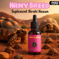 GUYS BELII MR TORTO - HRNY & BREED || bukan Hello Breed || Obat Birahi hewan || Obat Birahi reptile 