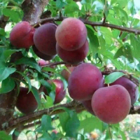 bibit buah plum merah stek