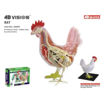 4D Vision Chicken Organ Anatomy Model Animal Puzzle Toys for Kids and Medical Students Veterinary Teaching Model
