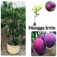 Pokok Mangga Irvin - Introduksi Mangga dari Australia