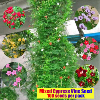100 Seeds Assorted Cypress Vine Flower Seeds for Sale Mixed Vines Seeds Flowering Plant Seed Bonsai