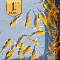 Paket Baby Koi (Isi 5)Golden Slayer Ikan Hias Kolam Aquascape Hiasan Aquarium -