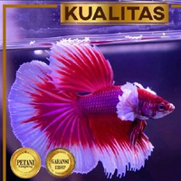 Cupang Halfmoon Lavender Big Ear Ikan Hias Hiasan Aquarium