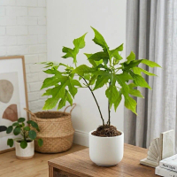 Insulin Tithonia Diversifolia | Shrub Sunflower / Mexican Sunflower / Bolivian Sunflower / Tree Mari