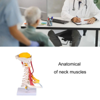 Professional Human Neck Muscle Anatomy Model Realistic Anatomical Cervical Muscle Structure Model fo