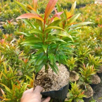 Market_Plants Bibit Pucuk Merah Tinggi 50 cm Hiasan Rumah Alami untuk Halaman Rumah Menarik dengan P