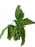 Tanaman Hias Calathea bulu merak / Ekor Ayam Cantik