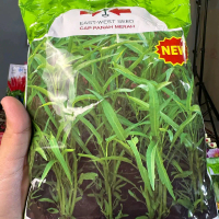 BENIH KANGKUNG SERIMPI 1KG