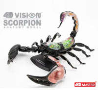 4D Vision Scorpion Anatomy Model Teaching Anatomy Model DIY Popular Science Adult Kid Toys