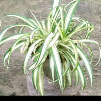 Tanaman hias lili Paris 15cm / tanaman hias murah / anggun bunga florist