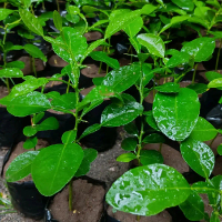 bibit jeruk purut/bibit daun jeruk angka 8 buat bumbu masakan