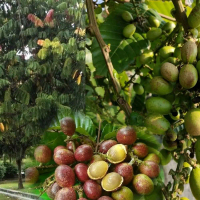 Bibit matoa hasil bibit super