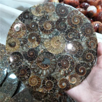 20cm large size ammonite fossil disc from madagascar beautiful Ammonite Shell Fossil Disc Madagascar whole ammonite fossil