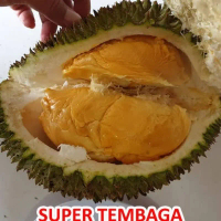 Bibit Durian Tembaga Bangka Super Kuning Tanaman Pot Asli Indonesia Rasanya Legit Sedikit Pahit Coco