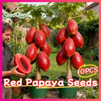 100% Original Fresh Red Papaya Seeds Red Lady Dwarf Papaya Seeds for Planting Fruits (High Germinati