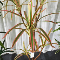 仿真綠植 發財樹 仿真植物 盆栽 盆景軟裝專供仿真龍血鐵樹北歐巴西木假盆栽裝飾人造熱帶植物景觀造景