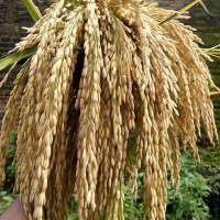 Benih Padi CL220 Bibit Unggul Kualitas Tinggi Kemasan 5kg Umur Panen Cepat 75-85 Hari Hasil Tinggi 9