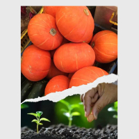 12 BUTIIR BENIH LABU KABOCHA