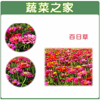 【蔬菜之家】H02.百日草種子 (共四種包裝可選)