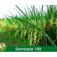 benih padi sembada kemasan 1kg