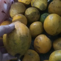Sawo Mentega / Alkesa Bogor Manis - 1Kg