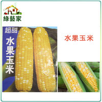 【綠藝家】大包裝G08.水果玉米 (黃白穗雙色玉米)種子60克(約350顆)