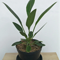Anthurium Maricense Mayo | Golok | Tanaman Hias Indoor