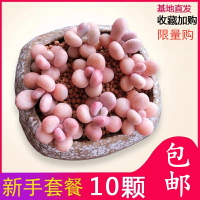 桃蛋10顆包郵粉色多肉嬰兒手指多肉植物盆栽創意粉色系可愛乙女心