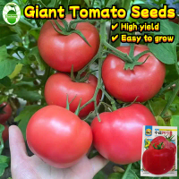 High Yield Giant Tomato Seeds (350 Pcs/pack) เมล็ดพันธุ์ มะเขือเทศ มะเขือเทศยักษ์ F1 Hybrid Big Swee