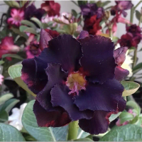 Tanaman hias bunga hidup bibit bunga adenium arabicum dark purple