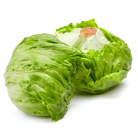 Lettuce Head lettuce Segar