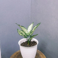 tanaman hias aglonema snow white - bibit snow white medium