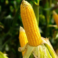 30 BUTIR BENIH JAGUNG HIBRIDA BERTONGKOL 2 Biji