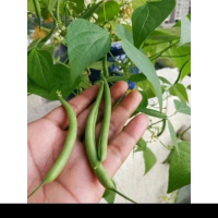Biji benih buncis tegak/buncis baby kemasan premium