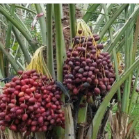 Bibit Tanaman Buah Kurma Jenis (KL 1) - Pohon Kurma - Tanaman Kurma - Bibit Kurma