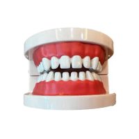 【居然好日子】牙齒模型 有牙縫 牙模教學 幼兒園刷牙練習 口腔模型 潔牙教具 牙模(刷牙教學 牙醫教學道具)